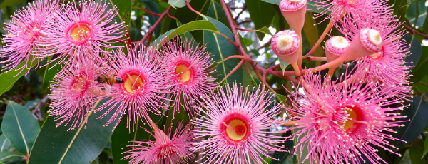 ACRRM25_Xmas Banner_600x230px_72dpi